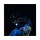 Celeste Red-Tailed Black Cockatoo by Getty Images - 48X48