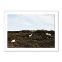 Luxe Canvas Sheep In Heather by Wesley and Emma Teague - 24X18 White Maple
