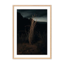 Desert Bloom Ocotillo II by Mandy Steinback - 175X24 White Oak Framed Paper
