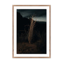 Desert Bloom Ocotillo II by Mandy Steinback - 175X24 Rustic Walnut Framed Paper