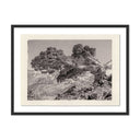 Aurelian Juniper Gampi by Platinum Revival - 24X185 Black Maple