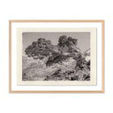 Aurelian Juniper Gampi by Platinum Revival - 24X185 White Oak