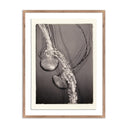 Oceanic Delight Jellies 4 by Platinum Revival - 185X24 Rustic Walnut