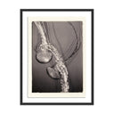 Oceanic Delight Jellies 4 by Platinum Revival - 245X32 Black Maple