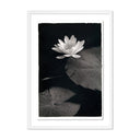 Aetherial Water Lilly - Kozo by Platinum Revival - 43X60 White Maple