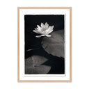 Aetherial Water Lilly - Kozo by Platinum Revival - 23X32 White Oak