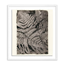 Aurelia Fern by Platinum Revival - 195X24 White Maple