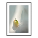 Veridian Collection Flower Room by Fountain Grass Studios - 24X32 Black Maple