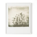 Vivid Sunflowers by Darden Smith - 50X60 White Maple