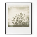 Vivid Sunflowers by Darden Smith - 335X40 Black Maple