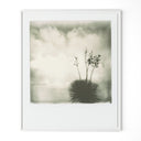 Refined Yucca by Darden Smith - 40X48 White Maple