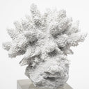 Isla Large 5L x 5W White Replica Resin Coral On Clear White Glass - Default Title