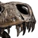 Lagrane 19L x 11W Brown Resin Tyrannosaurus T Rex Dinosaur Skull Replica - Default Title