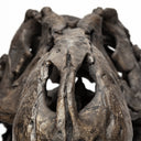 Lagrane 19L x 11W Brown Resin Tyrannosaurus T Rex Dinosaur Skull Replica - Default Title