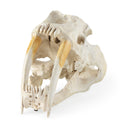 Fozzil 9L x 9W Resin Sabretooth Skull Replica - Default Title