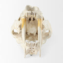 Fozzil 9L x 9W Resin Sabretooth Skull Replica - Default Title