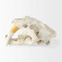 Fozzil 9L x 9W Resin Sabretooth Skull Replica - Default Title