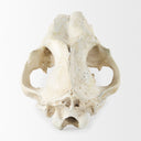 Fozzil 9L x 9W Resin Sabretooth Skull Replica - Default Title