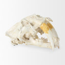Fozzil 9L x 9W Resin Sabretooth Skull Replica - Default Title