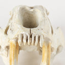 Fozzil 9L x 9W Resin Sabretooth Skull Replica - Default Title