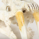Fozzil 9L x 9W Resin Sabretooth Skull Replica - Default Title