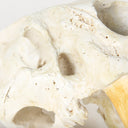 Fozzil 9L x 9W Resin Sabretooth Skull Replica - Default Title