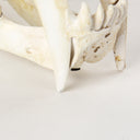 Fozzil 9L x 9W Resin Sabretooth Skull Replica - Default Title