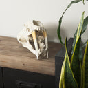 Fozzil 9L x 9W Resin Sabretooth Skull Replica - Default Title