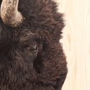 Luminara American Bison by Getty Images - 48X36