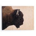 Luminara American Bison by Getty Images - 48X36