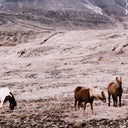 Aetherial Wild Horses - 30X20