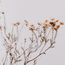 In The Details I by Annie Spratt - 36X24