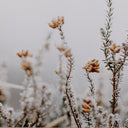 Aether In The Details II by Annie Spratt - 48X36