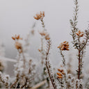 Aether In The Details II by Annie Spratt - 36X24