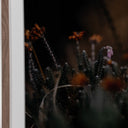 First Bloom by Annie Spratt - 24X32