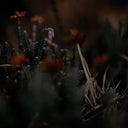 First Bloom by Annie Spratt - 36X48