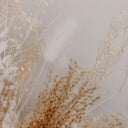 Verano Dried Floral II by Annie Spratt - 24X32