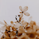 Whimsical Greetings by Annie Spratt - 30X40