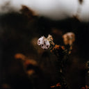 Escape II by Annie Spratt - 40X60