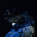Celeste Red-Tailed Black Cockatoo by Getty Images - 48X48