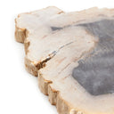Unique Petrified Wood Slab