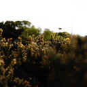 Blackbird Fly by Annie Spratt - 24X32