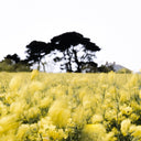 Luxe Artistry In The Wind by Annie Spratt - Default Title