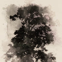 Aurelian Tree Sketch I by Coup Desprit - 24X32