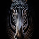 Zebra Stare by Getty Images - 48X72