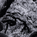 LuxeVista Tree Gaze IV by Coup Desprit - 36X48