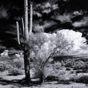 LuxeVista Sonoran Desert by Getty Images - 30X40