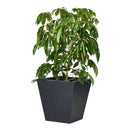 Koto Planter - Medium Black Concrete