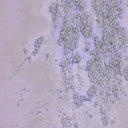 Aria Collection Where The Wild Lilacs Grow by Tyler Guinn - 385X48