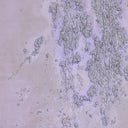 Aria Collection Where The Wild Lilacs Grow by Tyler Guinn - 32X40